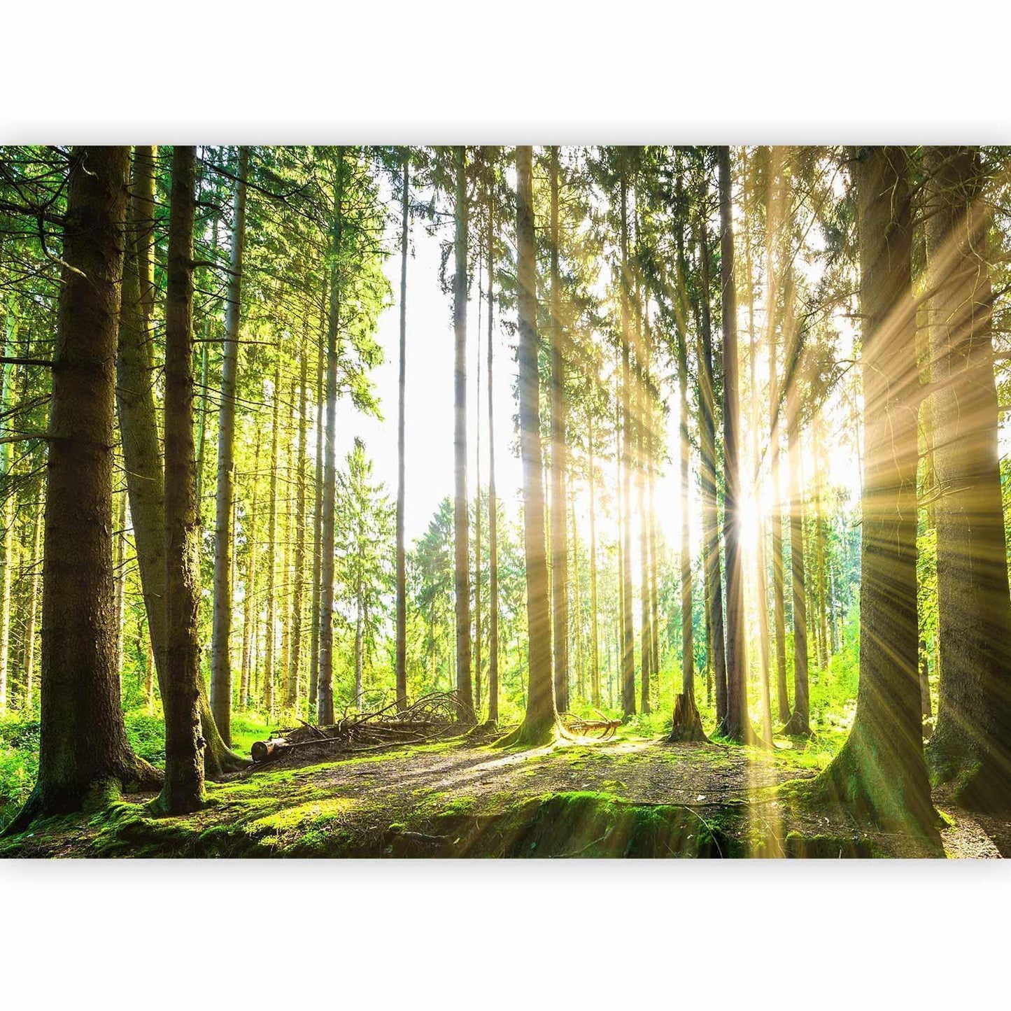 Fototapete - Forest Tales