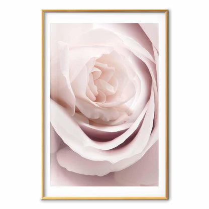 Poster - Porcelain Rose