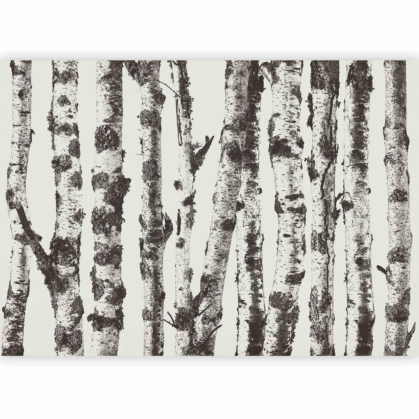 Fototapete - Stately Birches - First Variant Artgeist