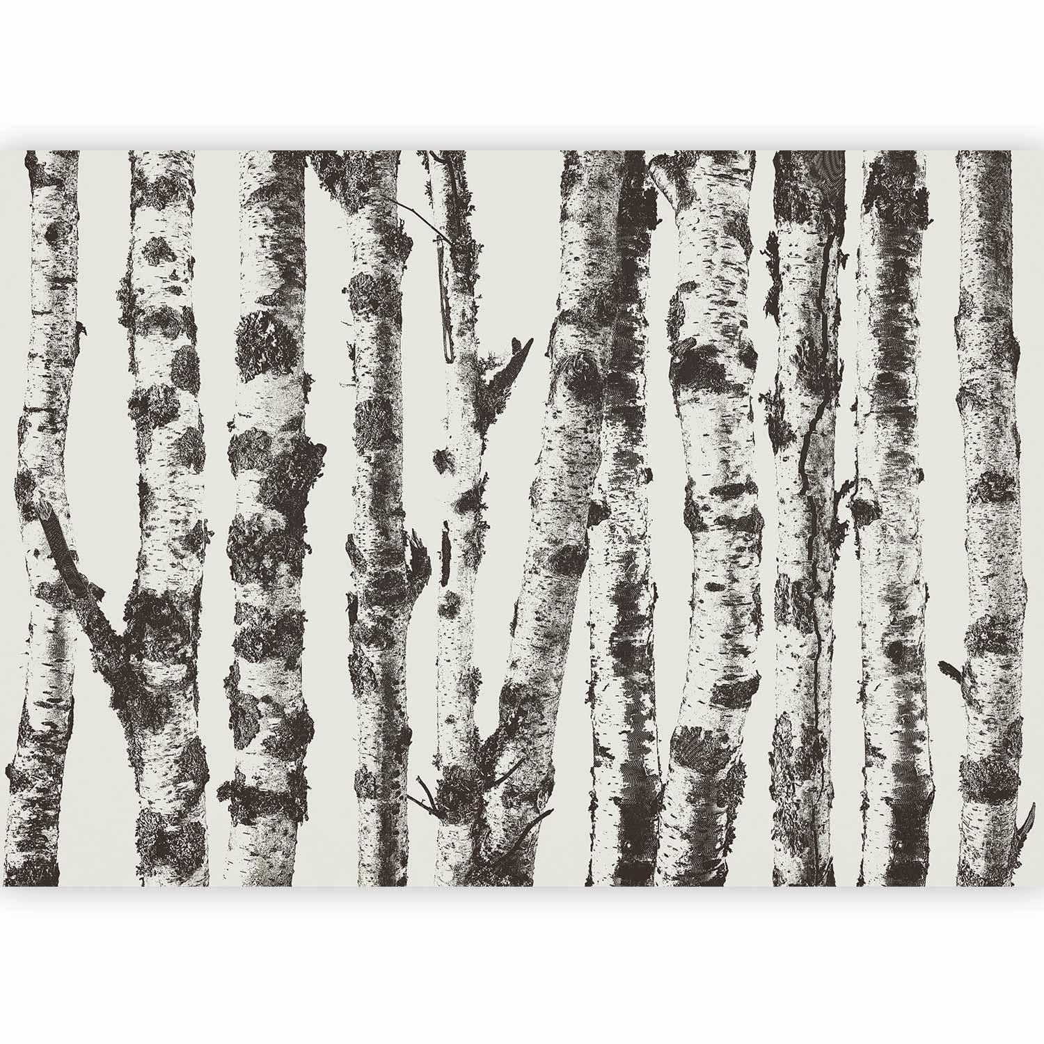 Fototapete - Stately Birches - First Variant Artgeist