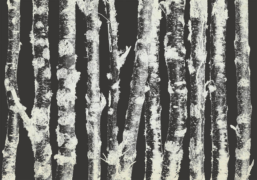Fototapete - Stately Birches - Second Variant Artgeist