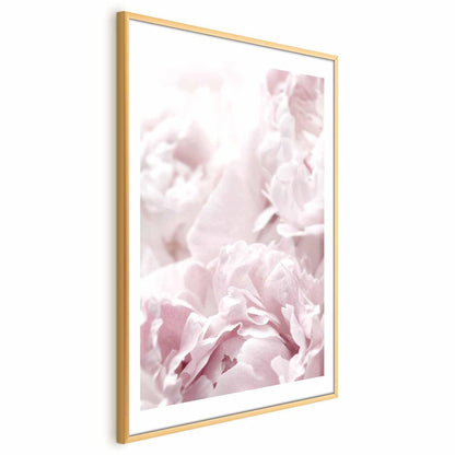 Poster - Fluffy Peonies
