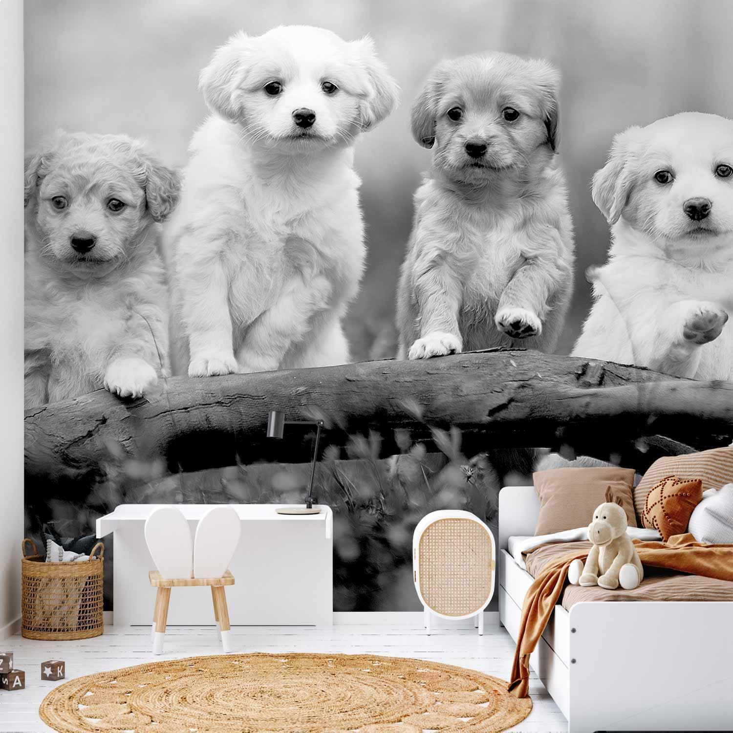 Fototapete - Four Puppies: Charmante Wanddekoration