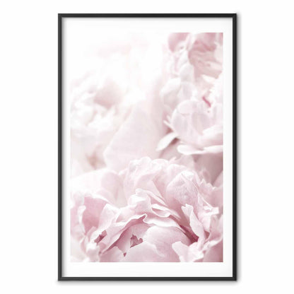 Poster - Fluffy Peonies