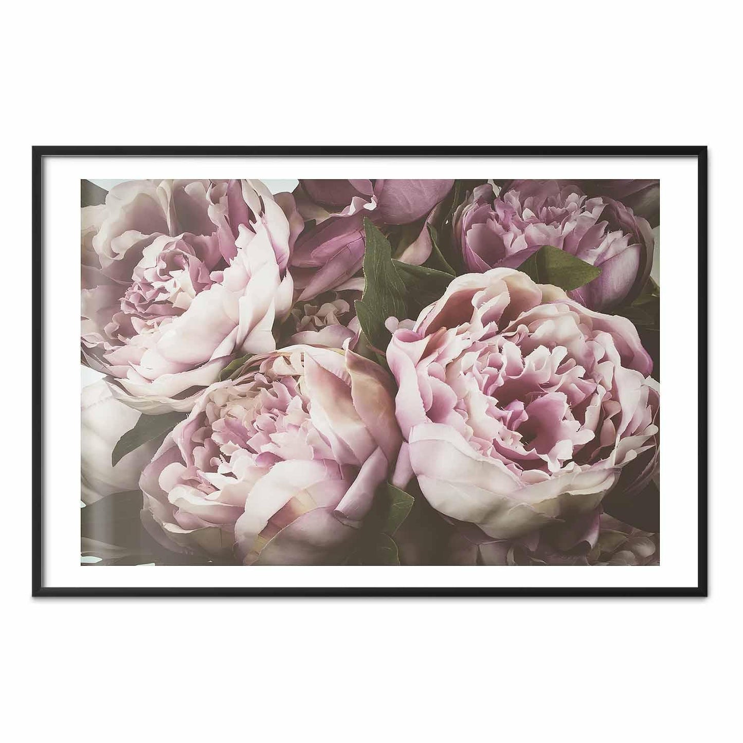 Poster - Pink Peonies