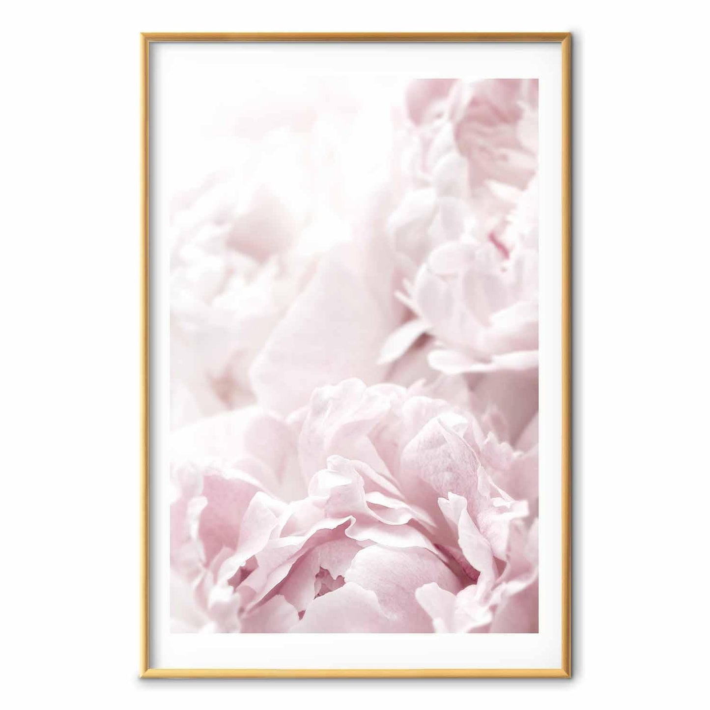 Poster - Fluffy Peonies