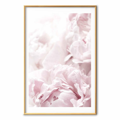 Poster - Fluffy Peonies