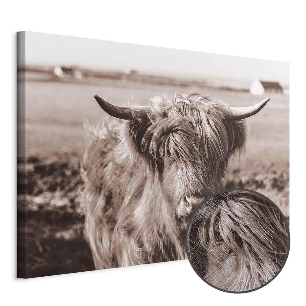 Leinwandbild - A Scottish Cow in Sepia