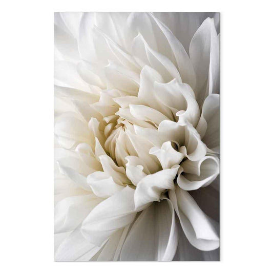 Leinwandbild - White Dahlia