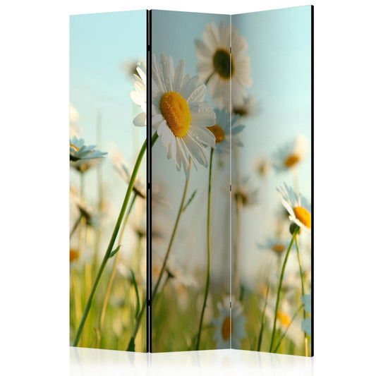 Paravent - Daisies - spring meadow Artgeist