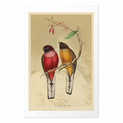 Poster - Birds on a Branch