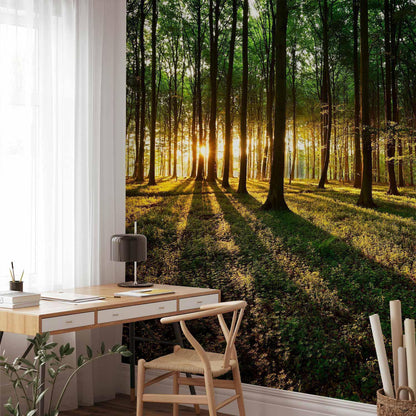Fototapete - Spring: Morning in the Forest Artgeist