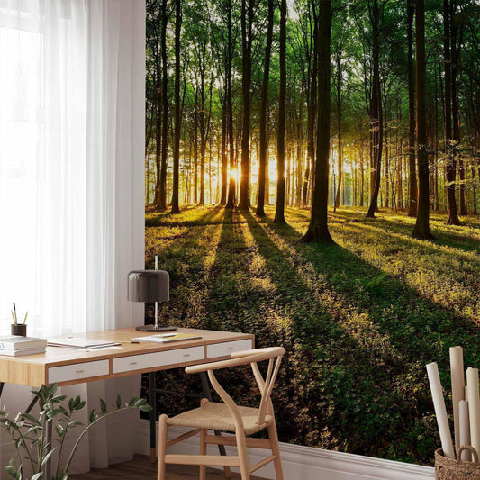 Fototapete - Spring: Morning in the Forest Artgeist