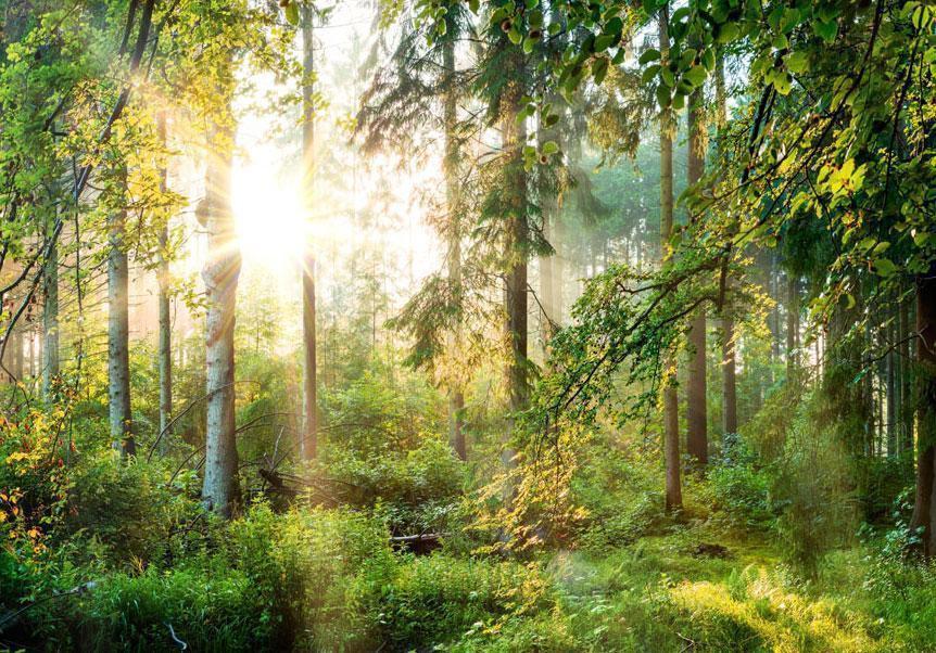Naturmotiv mit Bäumen und Pflanzen auf Fototapete

