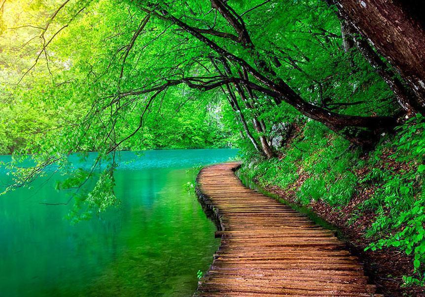 Fototapete „Grüner Frieden“ – Naturtapete mit Wald und Nebel