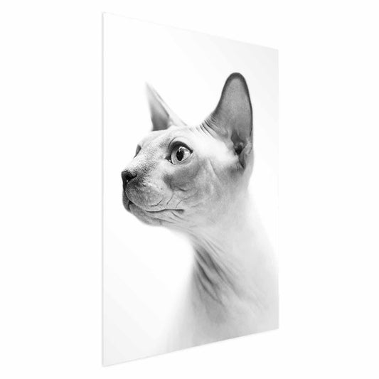 Poster - Hairless Cat Artgeist