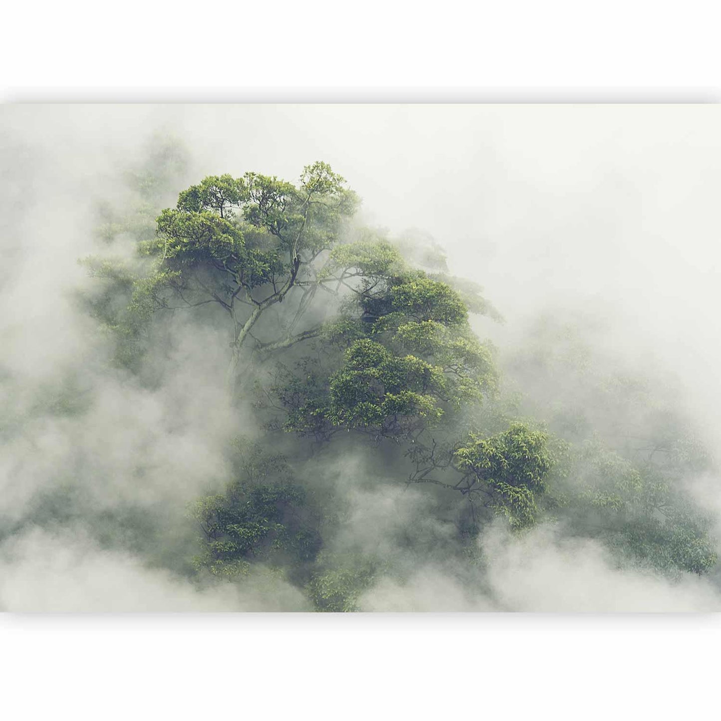 Fototapete Nebel über dem Amazonas – Mystik und Natur im Einklang