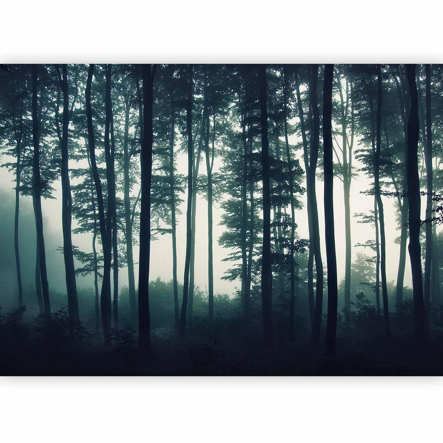 Fototapete - Dark Forest