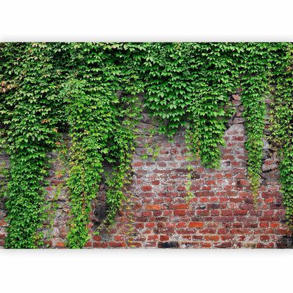 Fototapete Ziegel und Efeu - Romantische Backsteinwand mit grünem Efeu