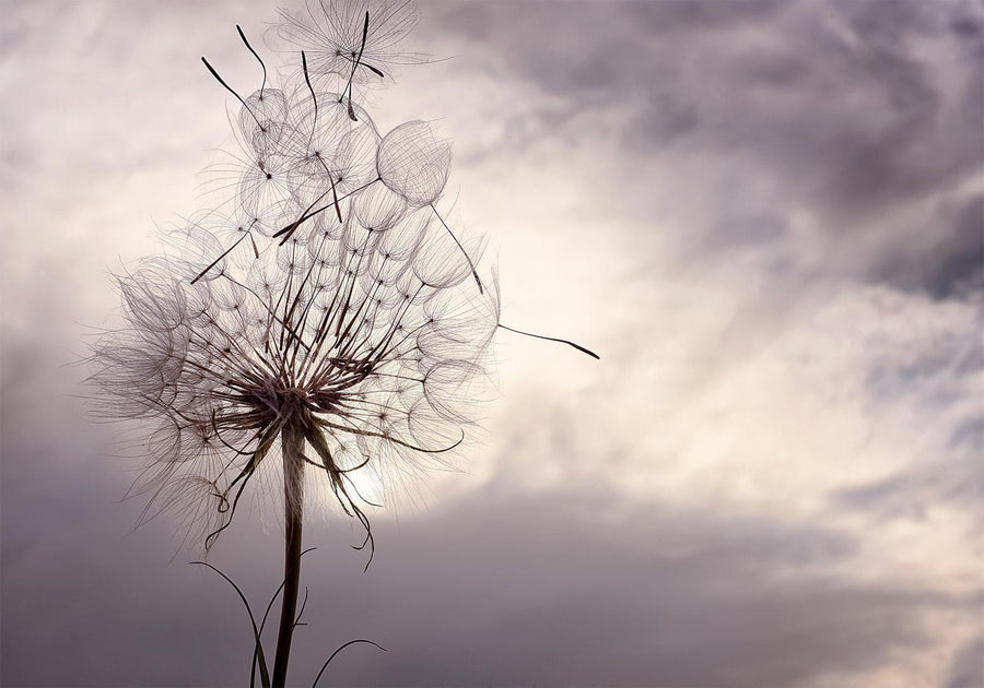 Fototapete „Sanfter Wind“ – Eleganz und Leichtigkeit für Ihr Zuhause
