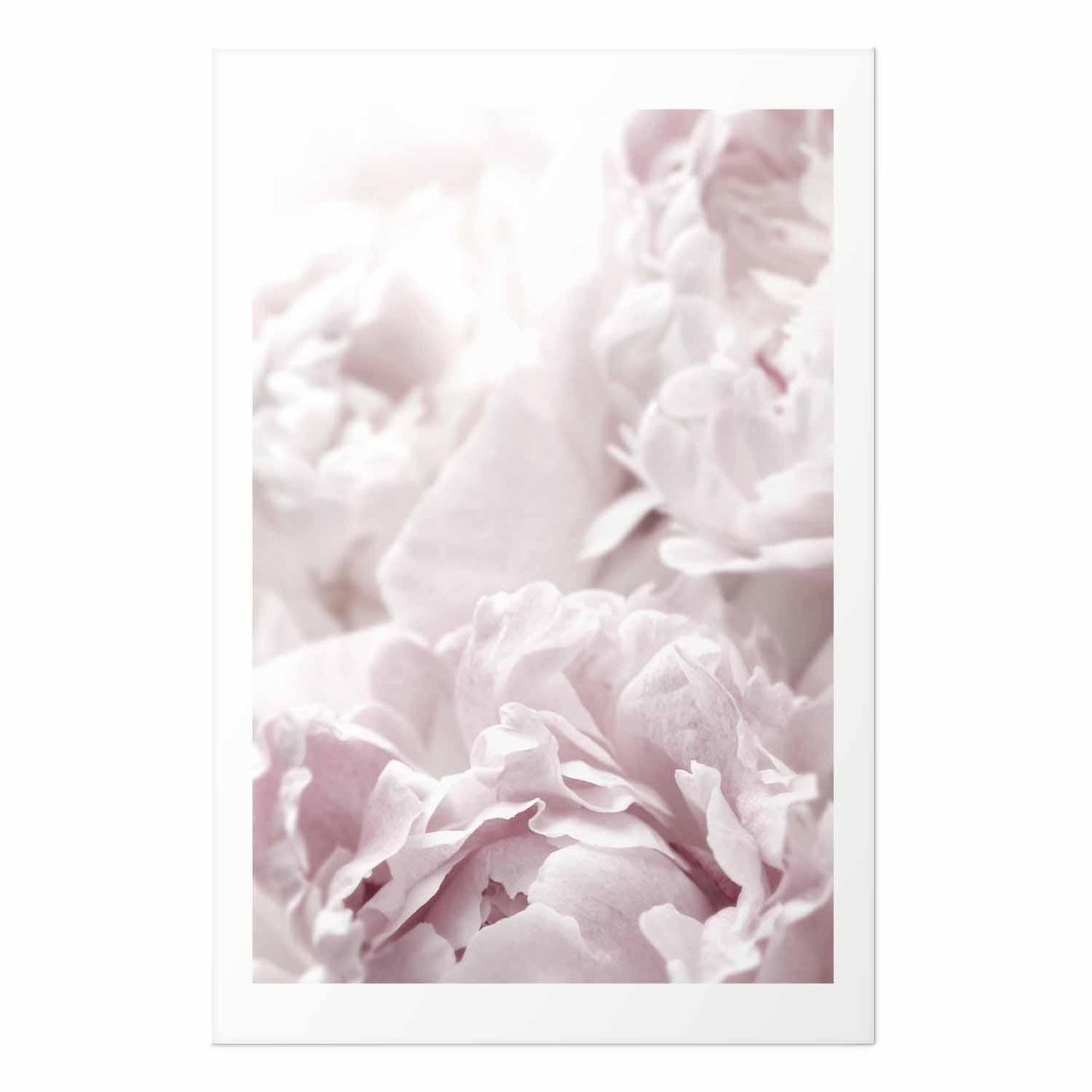 Poster - Fluffy Peonies