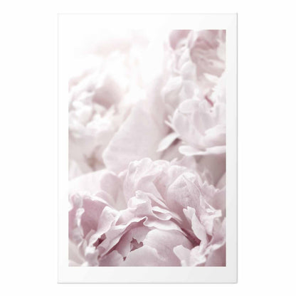 Poster - Fluffy Peonies