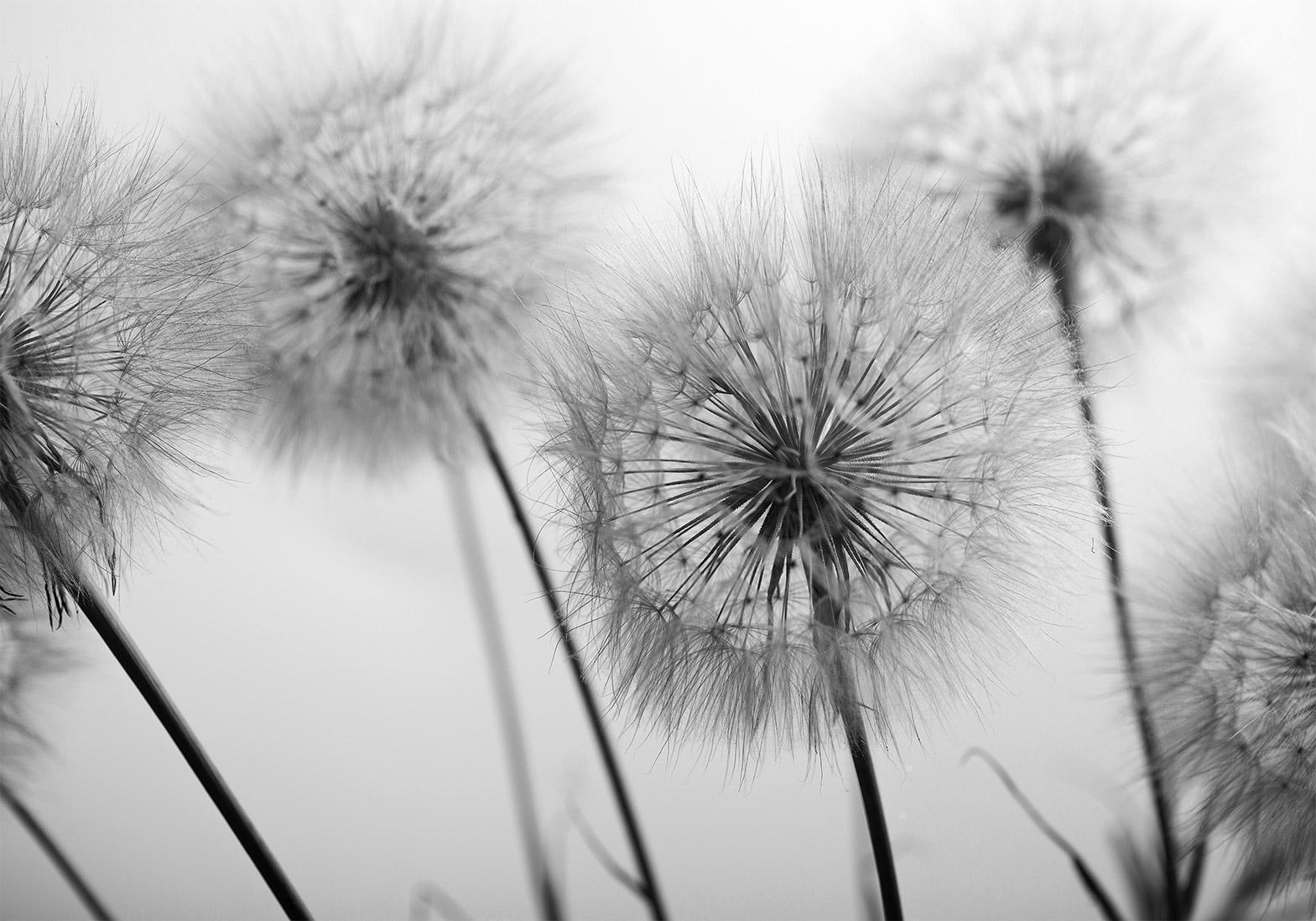 Fototapete - Time for Dandelions - Second Variant Artgeist