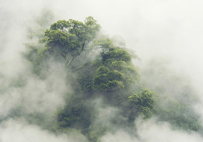 Fototapete Nebel über dem Amazonas – Mystik und Natur im Einklang