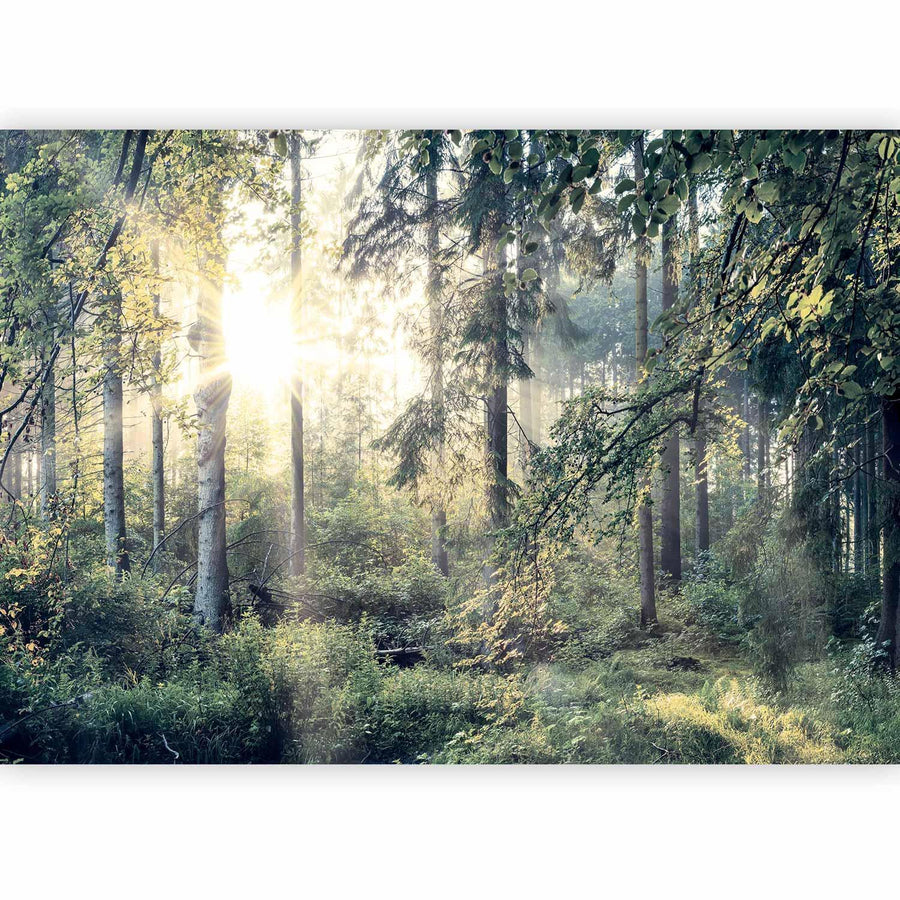 Nebeliger Wald als stimmungsvolle Wanddekoration

