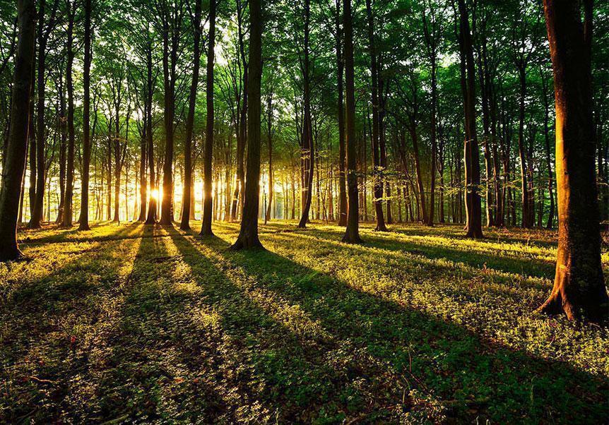 Fototapete - Spring: Morning in the Forest Artgeist