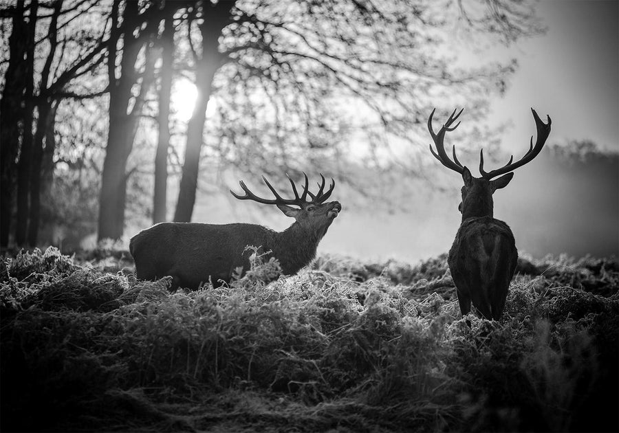 Fototapete - Deers in the Morning Artgeist