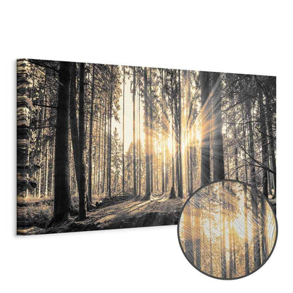 Leinwandbild - Forest Sun