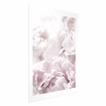 Poster - Fluffy Peonies