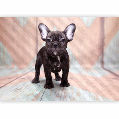 Fototapete - French Bulldog Artgeist