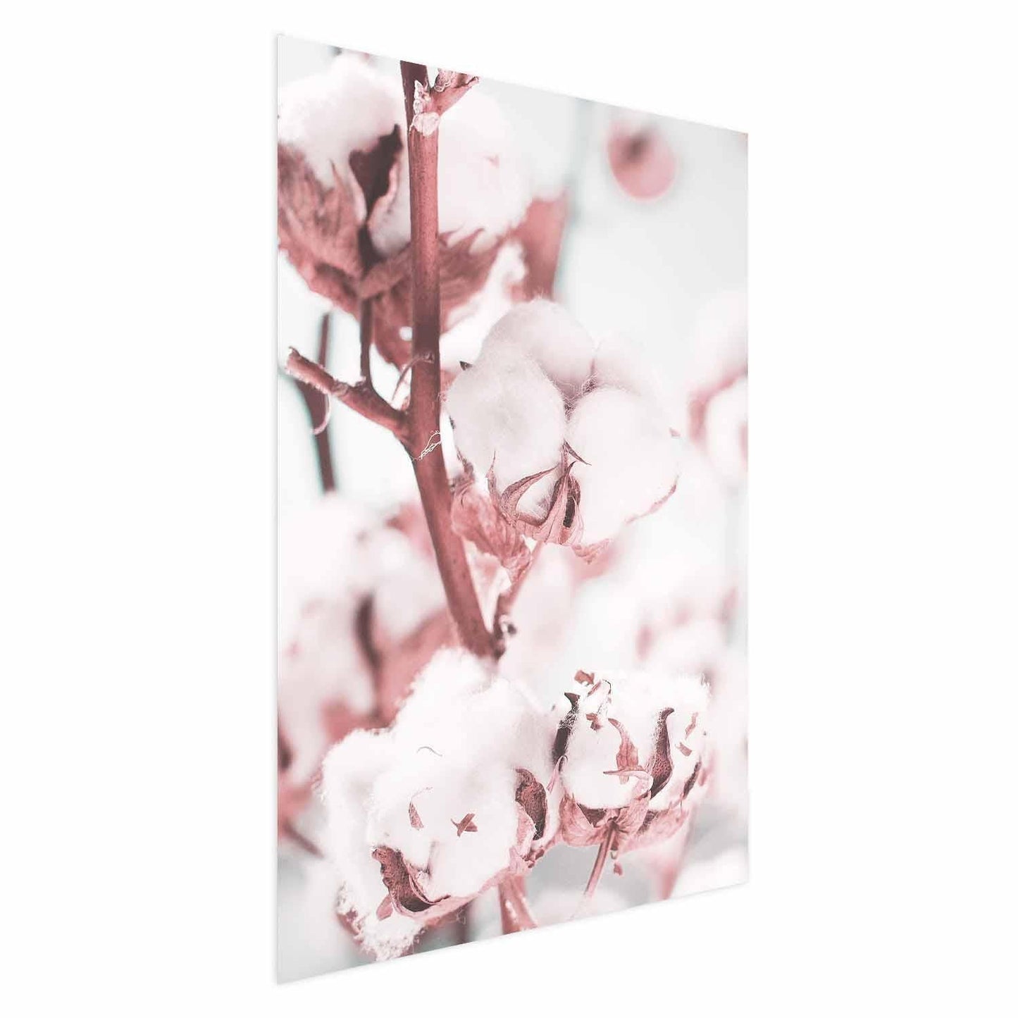 Poster - Cotton in Bloom Artgeist