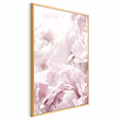 Poster - Fluffy Peonies
