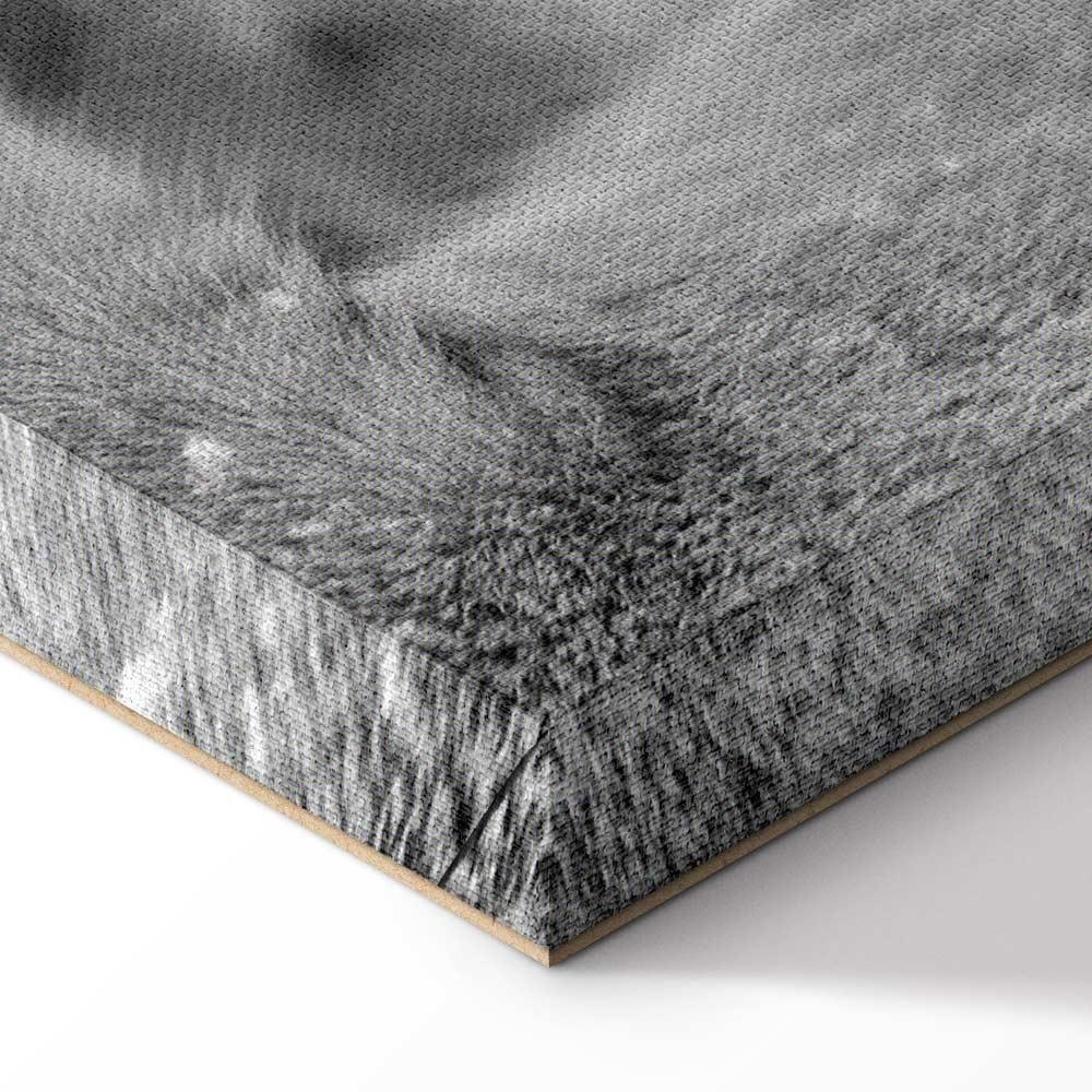 Leinwandbild - Lion's Love