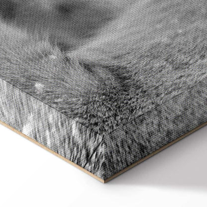 Leinwandbild - Lion's Love