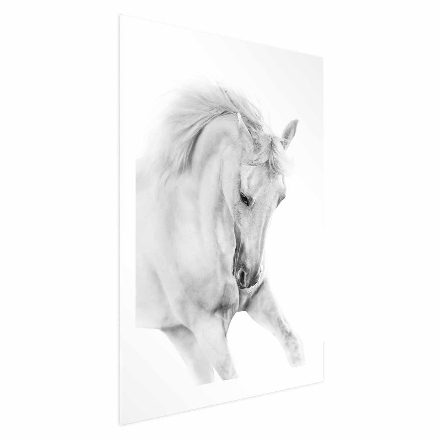 Poster - White Horse Artgeist