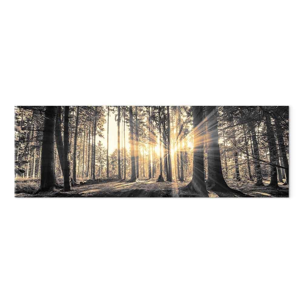 Leinwandbild - Forest Sun