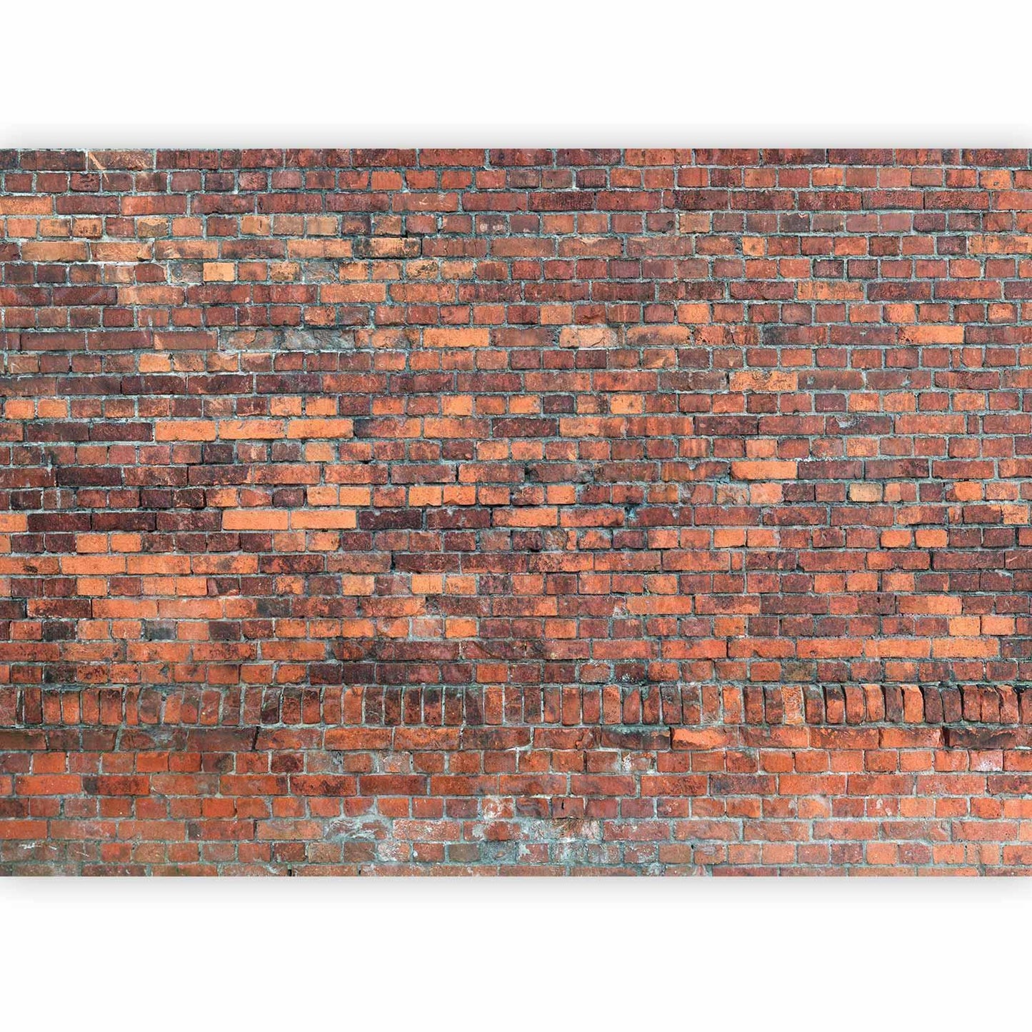 Fototapete Vintage Backsteinwand - Authentische rote Ziegelsteine mit nostalgischem Charme