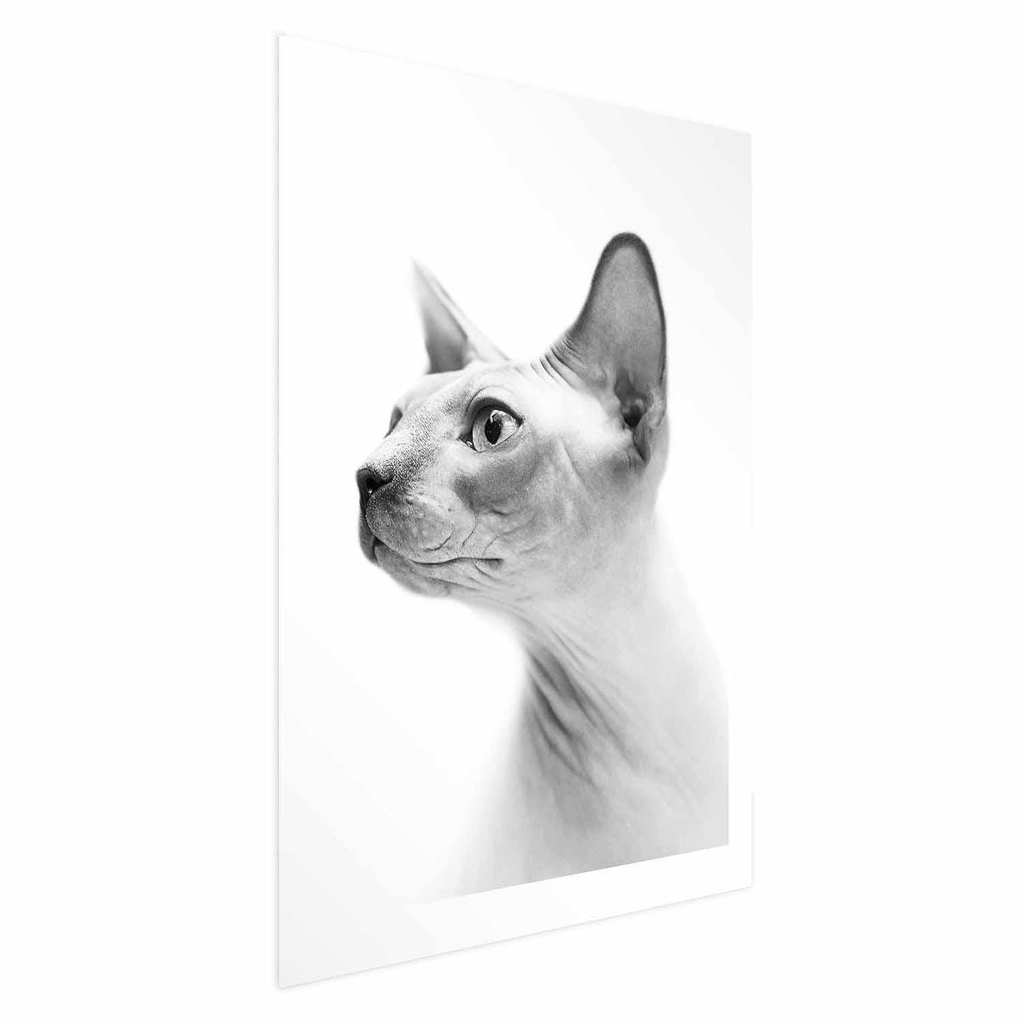 Poster - Hairless Cat Artgeist