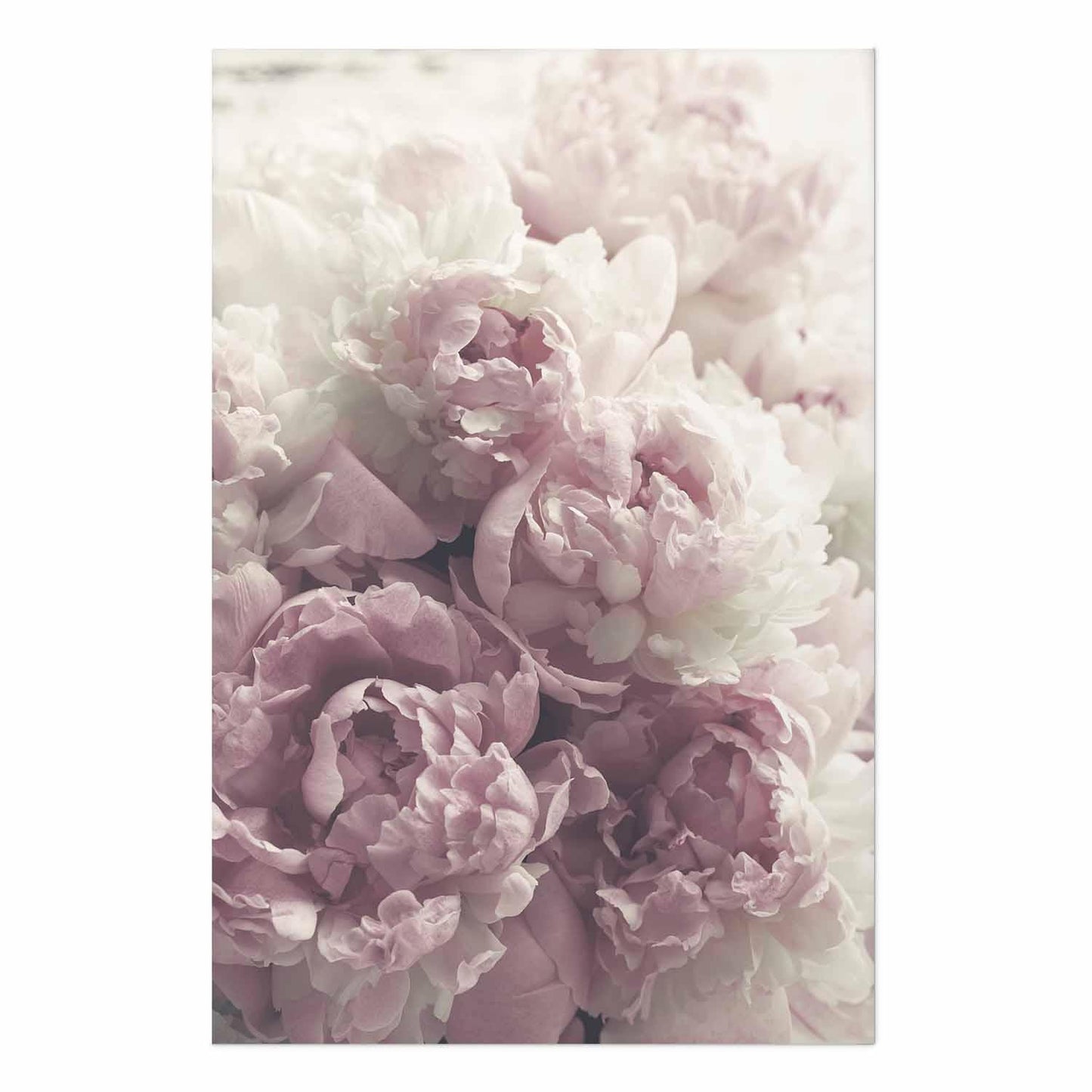 Poster - Delicate Peonies