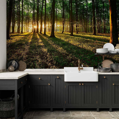 Fototapete - Spring: Morning in the Forest