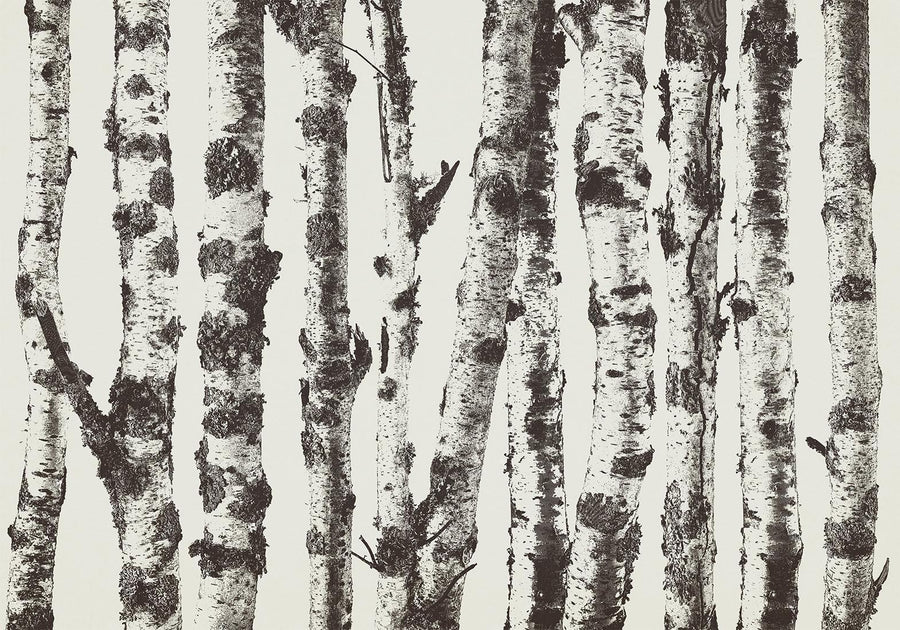 Fototapete - Stately Birches - First Variant Artgeist