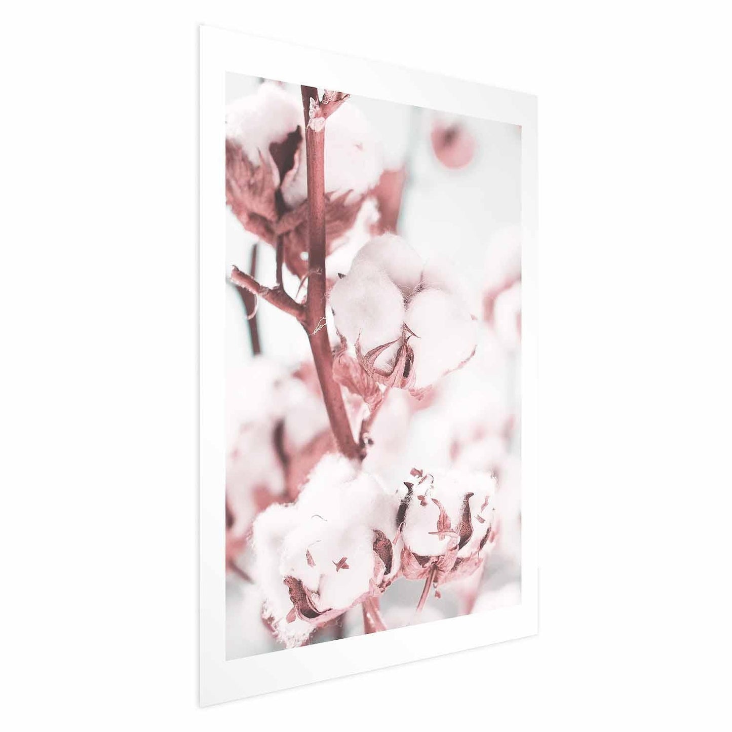Poster - Cotton