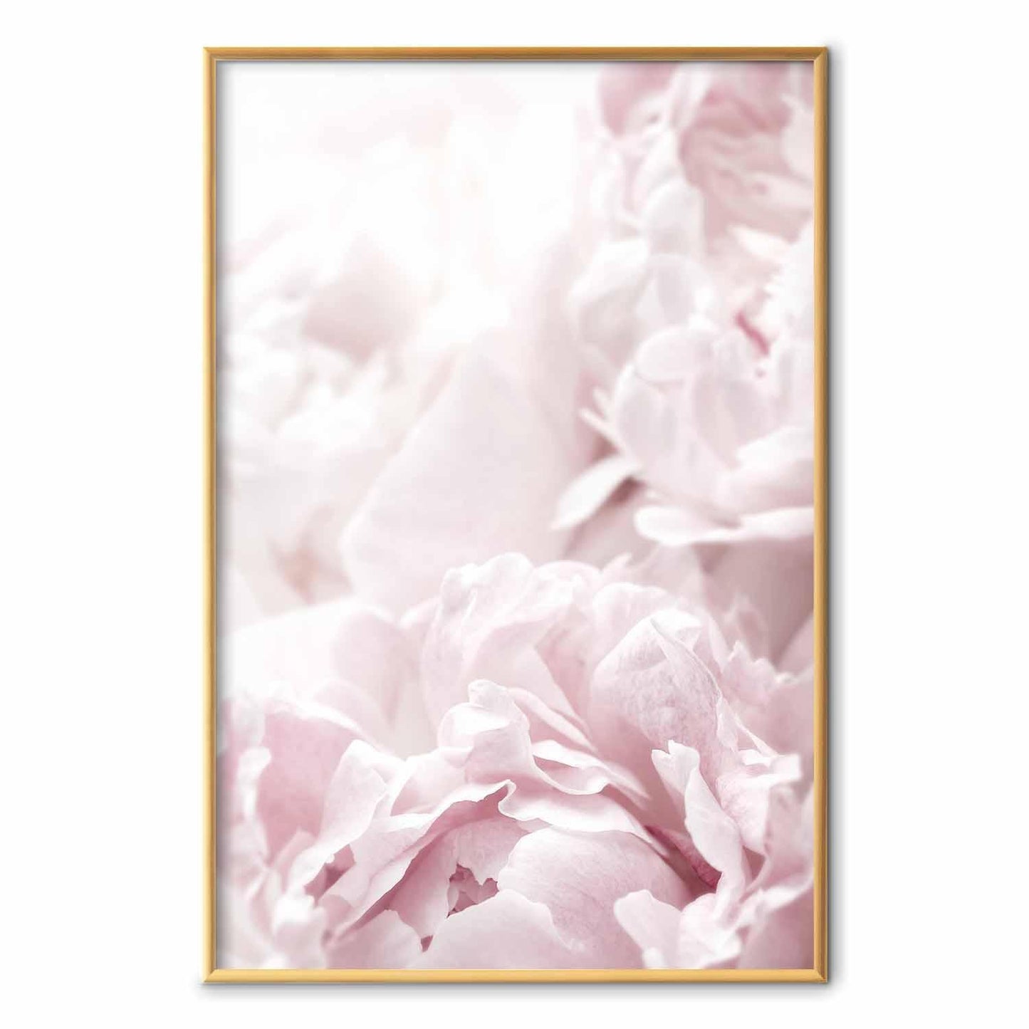 Poster - Fluffy Peonies