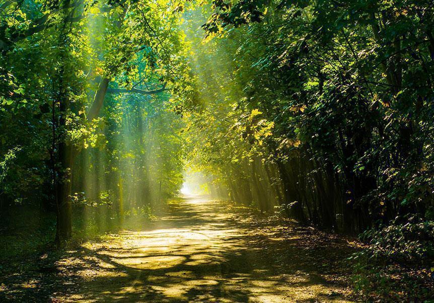 Fototapete - Road in Sunlight Artgeist