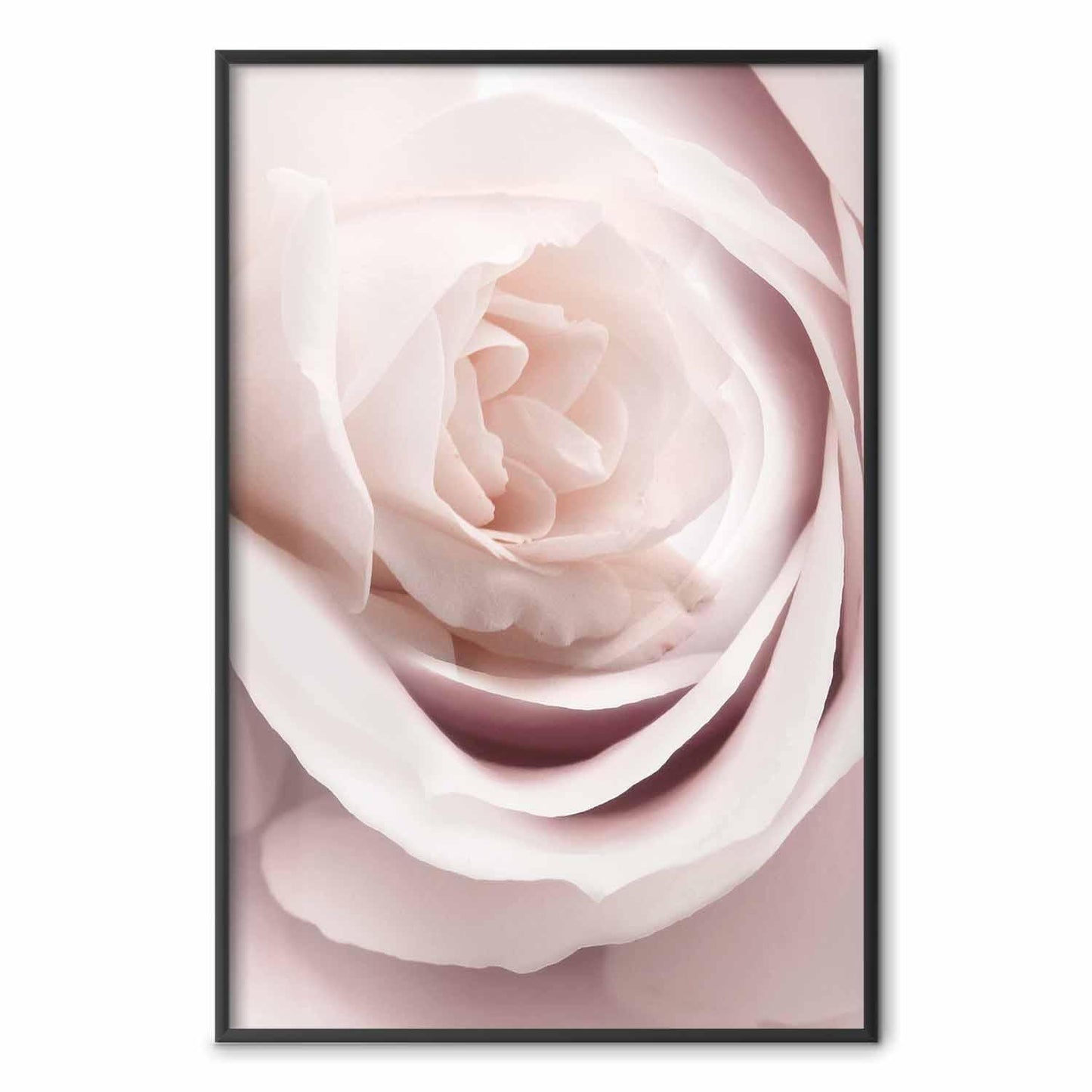 Poster - Porcelain Rose