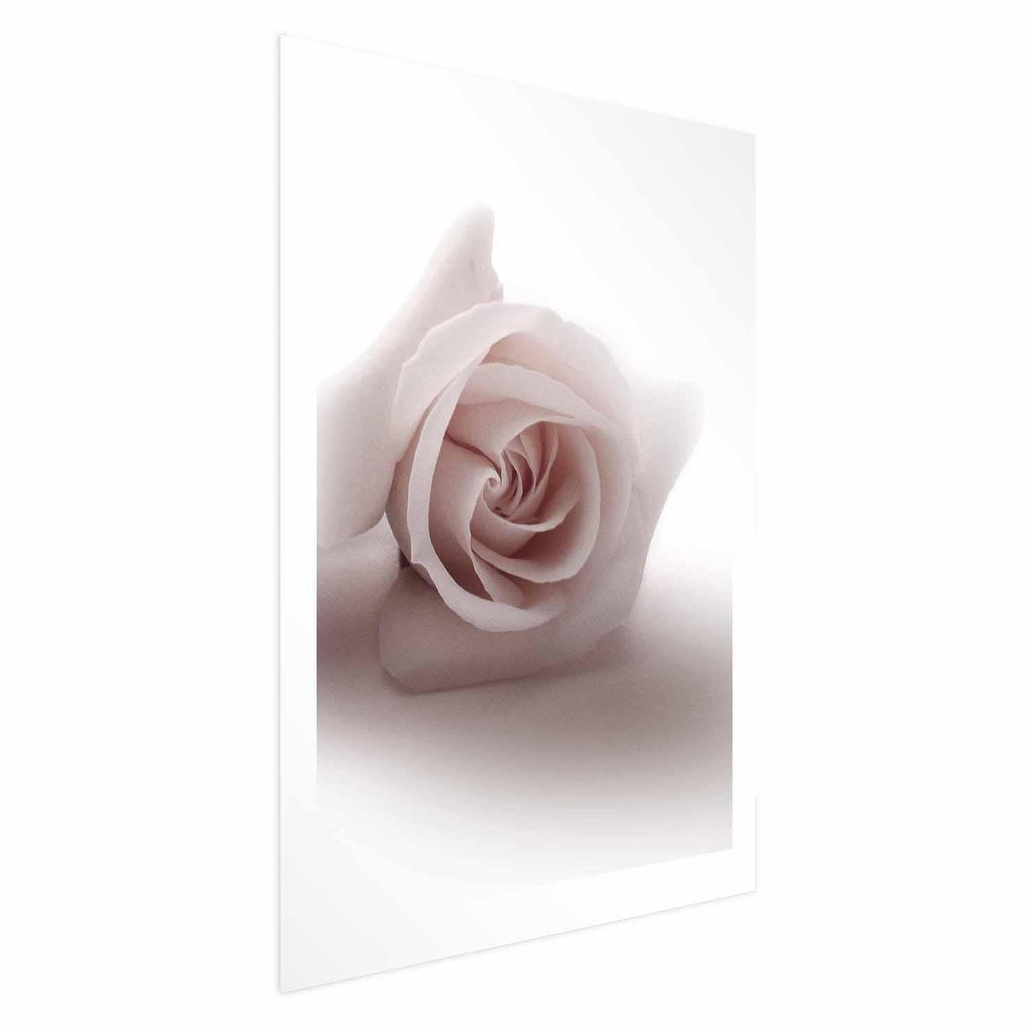 Poster - Rose Shadow Artgeist